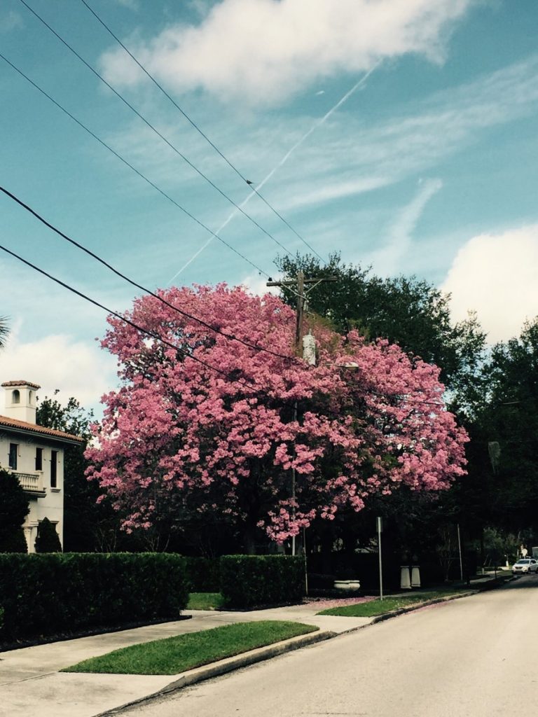 Gorgeous pink tree in the Via's (Winter Park).