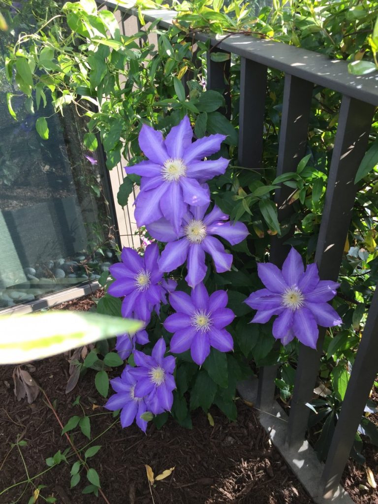 Purple clematis growing up a fence on 12South, Nashville.