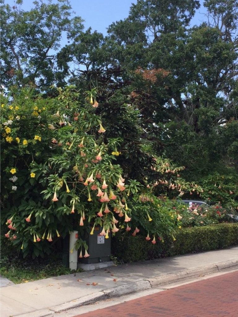 A wall of datura, crepe myrtle, and mandevilla frame the sides of this Winter Park house.