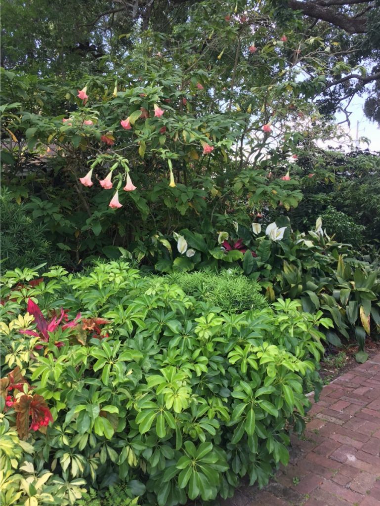 Pink datura reaches over into the shade garden to add a little color into this predominantly green park.