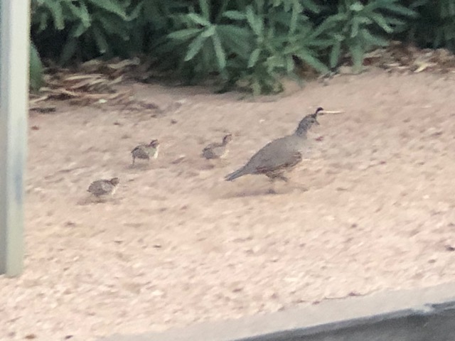Quail babies are tiny and difficult to see as they blend in with the dirt.
