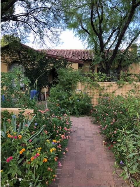 An unusually lush garden in Tucson, Arizona.
