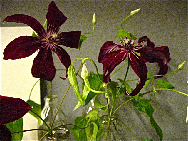 Clematis at Polux FLEURISTE. (Photo: Diary/Turtle Forest)
