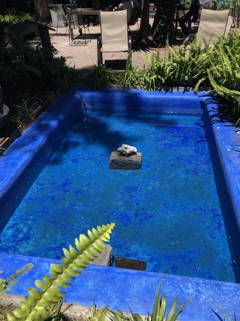 The striking blue of this small pool interrupted only by the white conch shell inside.